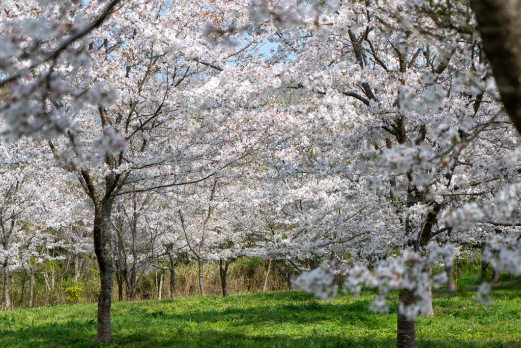 羅生門さくら公園