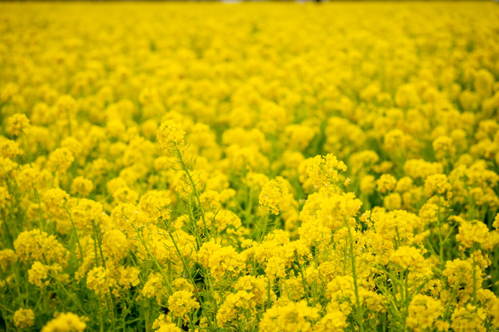 菜の花