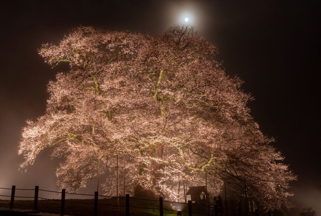 醍醐桜