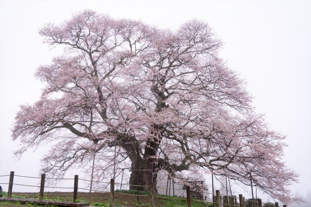 醍醐桜