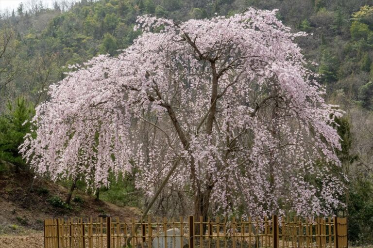 明王寺の枝垂桜